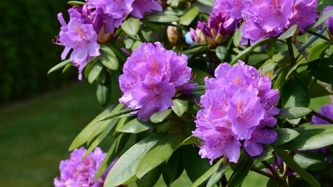 rhodo3helander